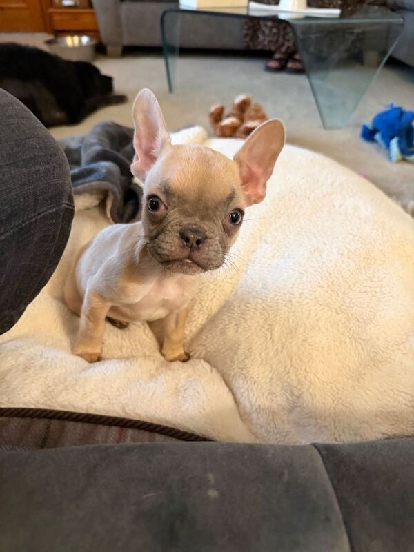 Female French Bulldog Pup KC Reg - Image 3 of 3