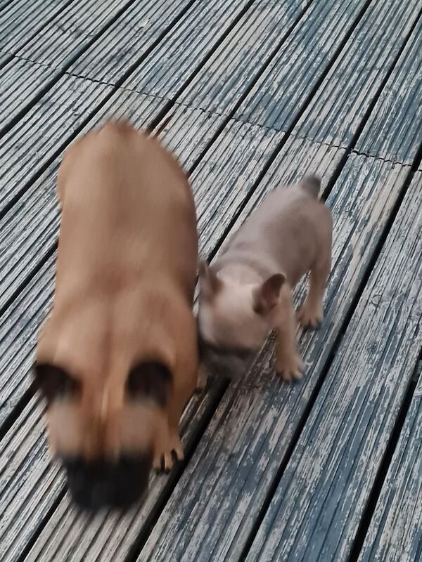 French Bulldog puppies for sale in Merthyr Tydfil / Merthyr Tudful, Mid Glamorgan – KC registered, 11 weeks old