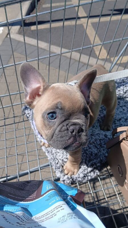 Female french bulldog puppy for sale in Ossett, West Yorkshire