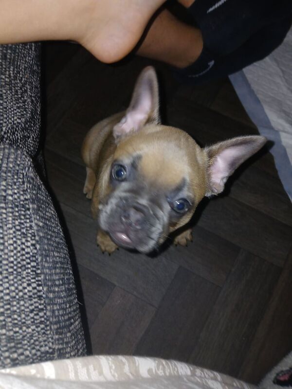 Female french bulldog puppy for sale in Ossett, West Yorkshire | Image 3