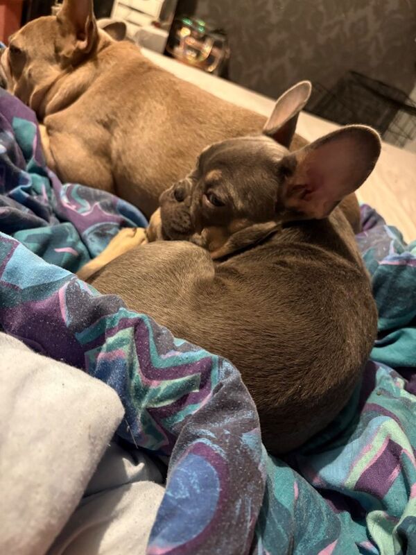 French Bulldog puppies for sale in Victoria Park, Bristol – 5 months old