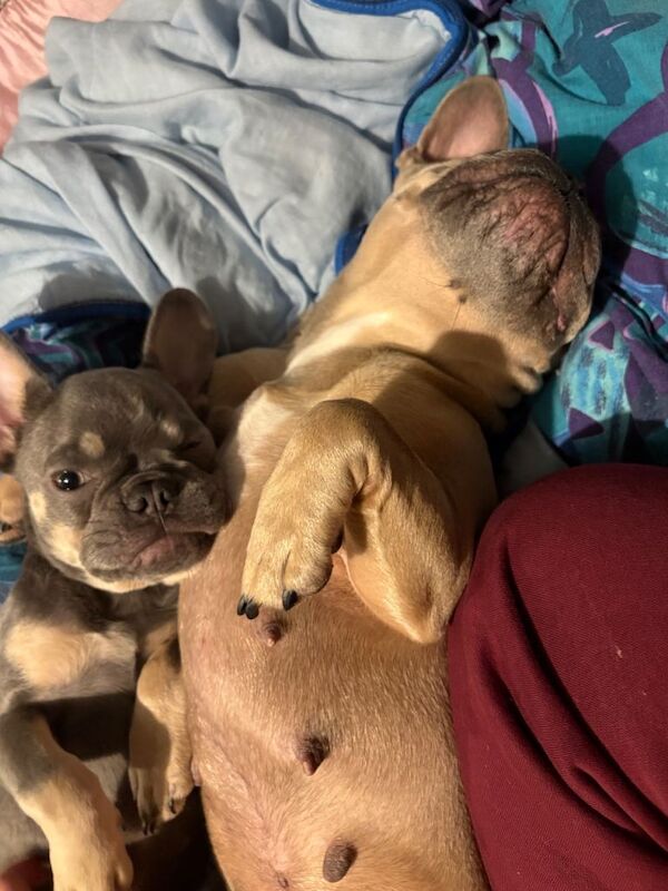 female french bulldog PUPPY - Image 2 of 3