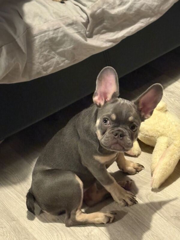 female french bulldog PUPPY - Image 3 of 3