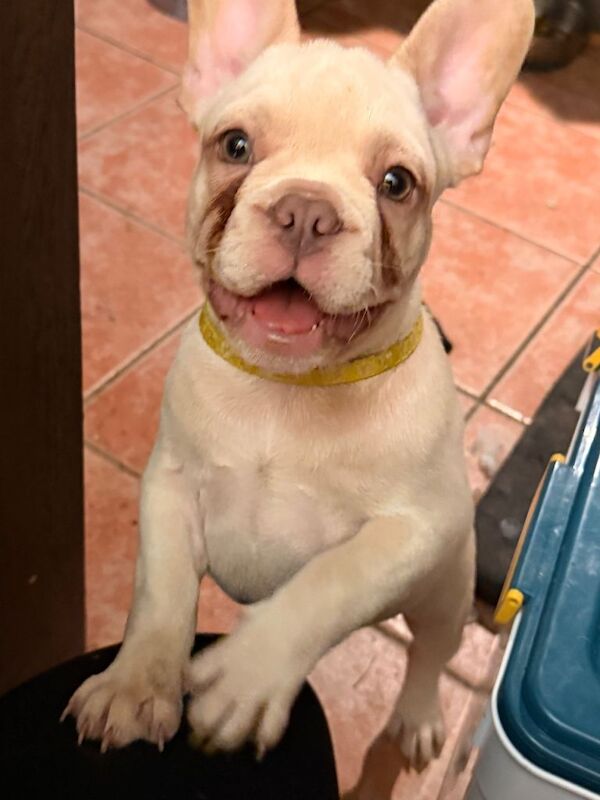 French Bulldog puppies for sale in Longsight, Greater Manchester – KC registered, 3 months old