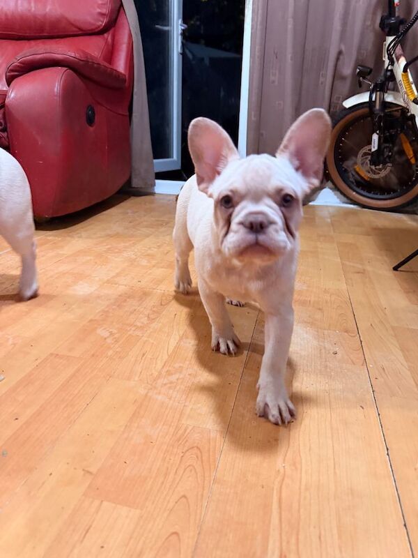 Female French Bulldog Puppy - Image 2 of 6