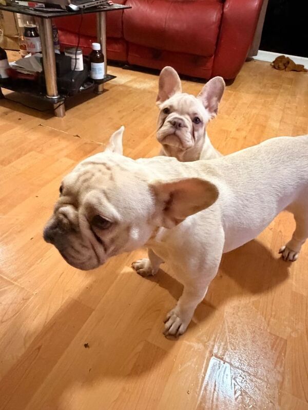 Female French Bulldog Puppy - Image 3 of 6