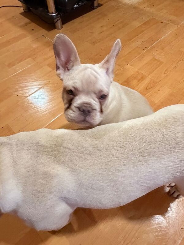 Female French Bulldog Puppy - Image 4 of 6