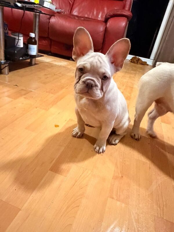 Female French Bulldog Puppy - Image 5 of 6