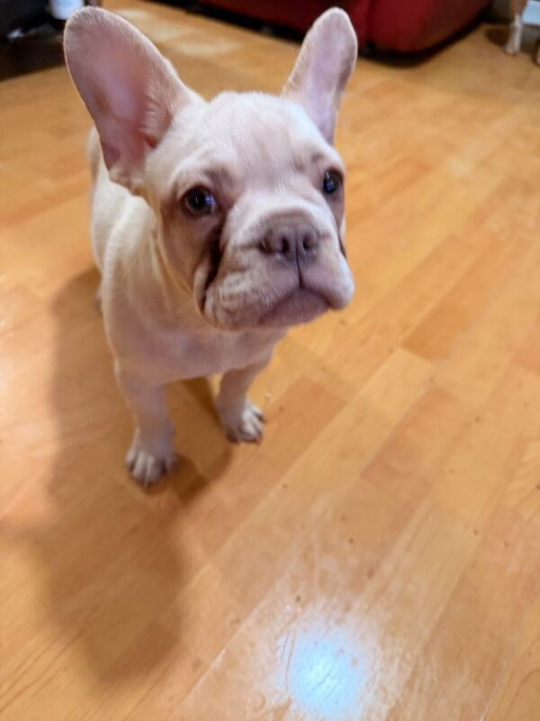 Female French Bulldog Puppy - Image 6 of 6