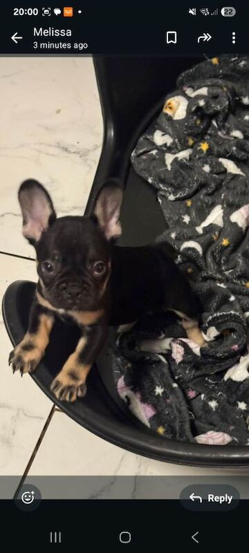 French Bulldog puppies for sale in Splott, South Glamorgan – 8 weeks old