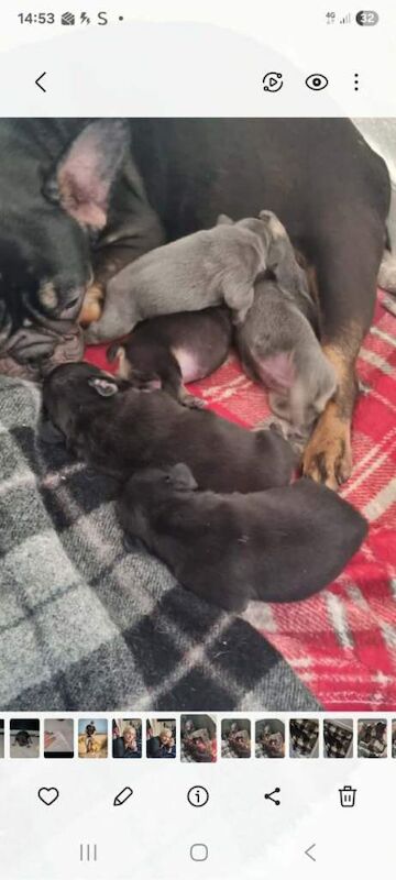 female french bulldogs ready - Image 2 of 6