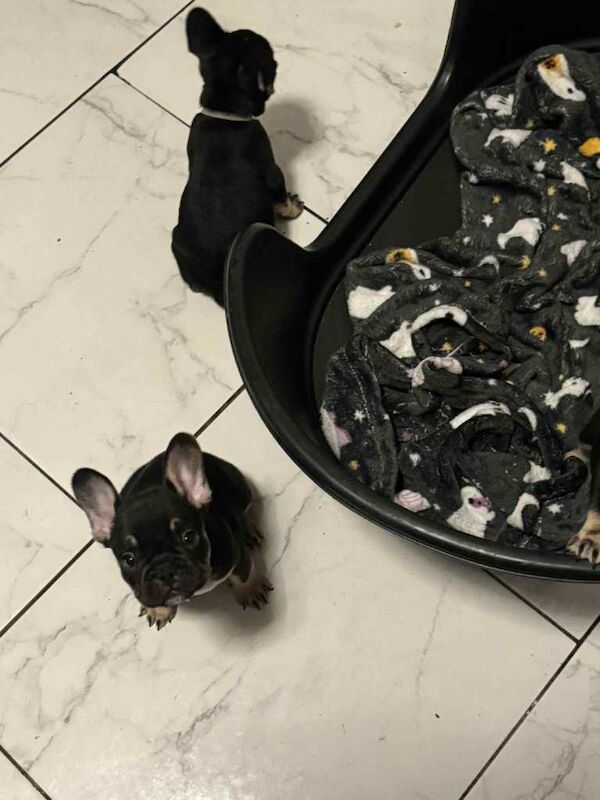 female french bulldogs ready - Image 3 of 6