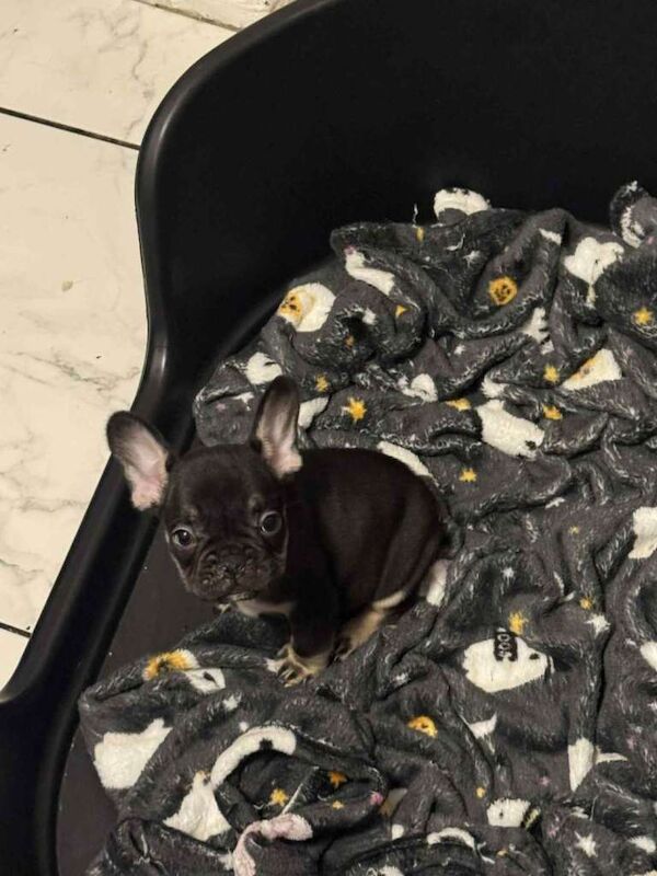 female french bulldogs ready - Image 4 of 6