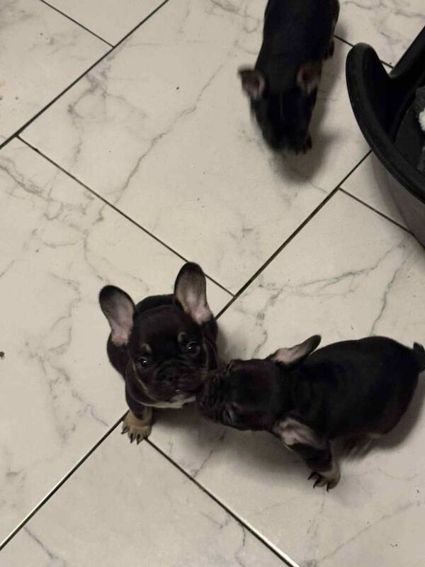 female french bulldogs ready - Image 5 of 6