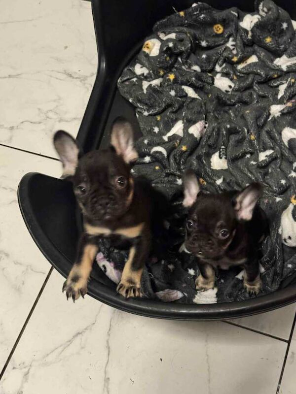 female french bulldogs ready - Image 6 of 6