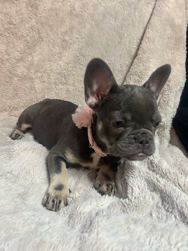 Female French bulldogs x2 - Image 2 of 3