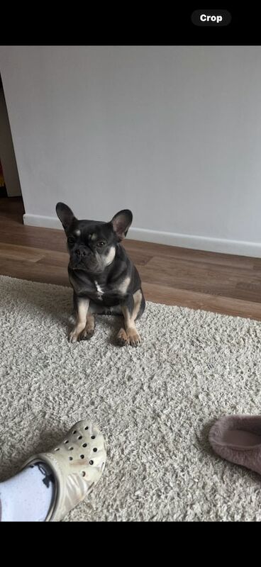 Female Frenchbull dog - Image 2 of 3