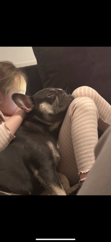 Female Frenchbull dog - Image 3 of 3