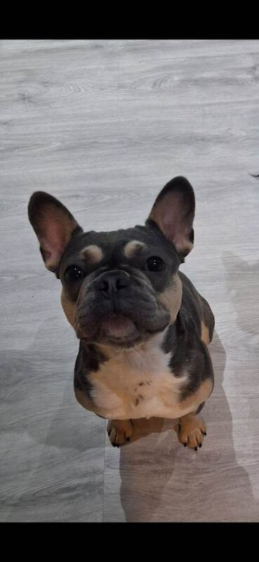 Frenchie Puppies For Sale