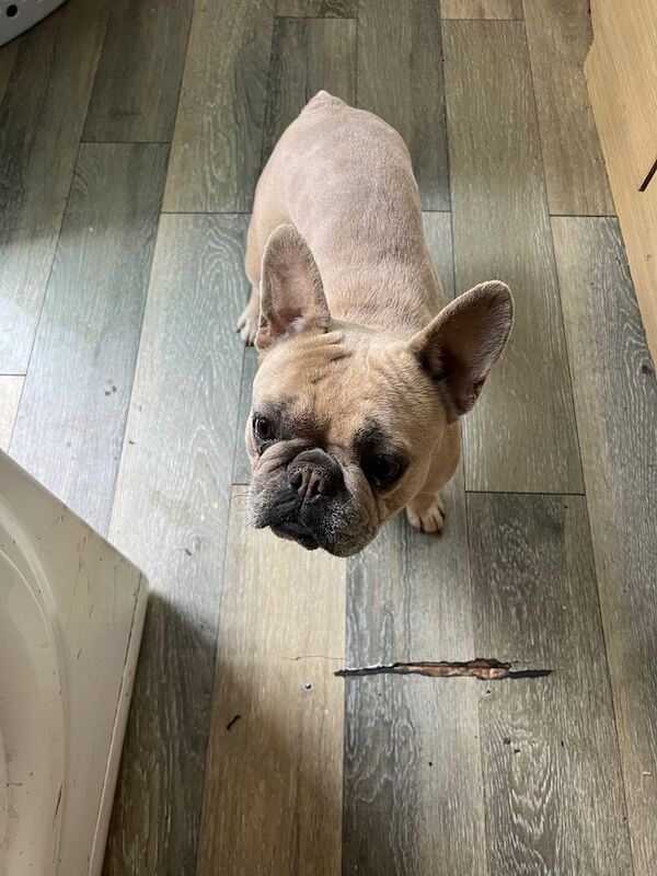 Female Frenchie for sale in Enfield, Greater London