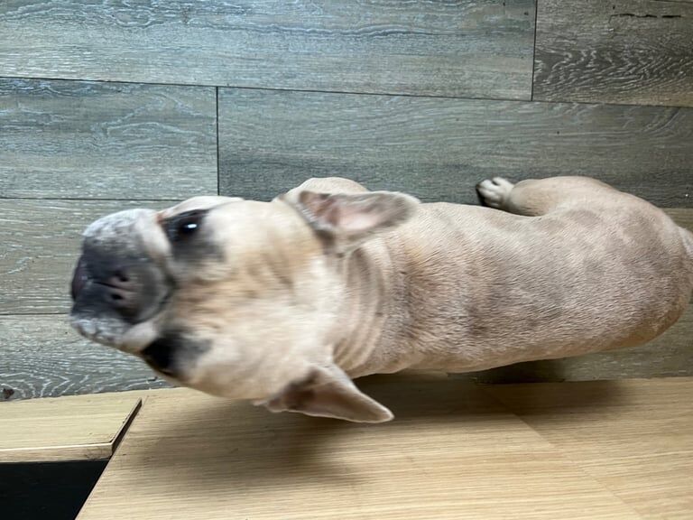 Female Frenchie for sale - Image 2 of 3