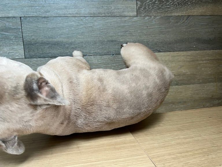 Female Frenchie for sale - Image 3 of 3