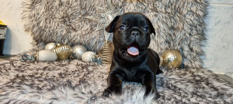 French Bulldog stud dog for stud in Morecambe, Lancashire – 1 year old