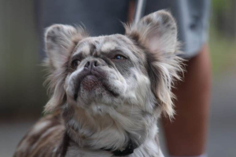 Female frenchie pet only - Image 2 of 6