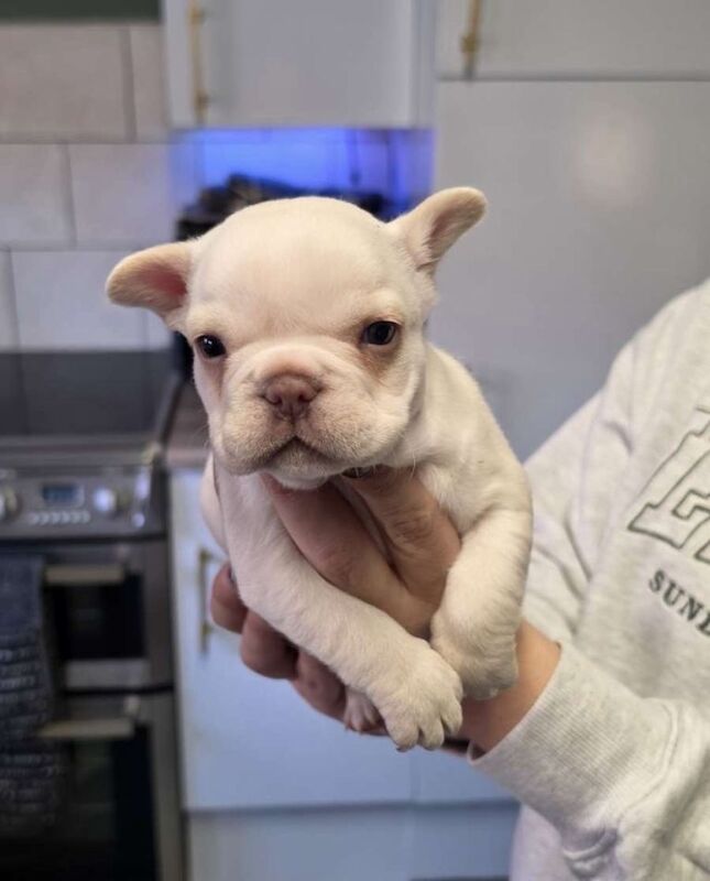French Bulldog Puppies For Sale Under £1,000