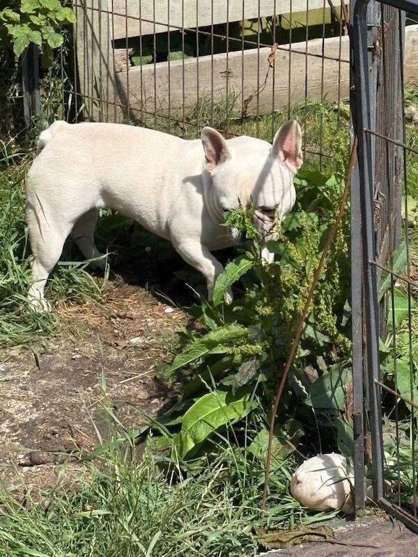 French Bulldog puppies for sale in Hebburn, Tyne and Wear – 2 years old - Image 2 of 3