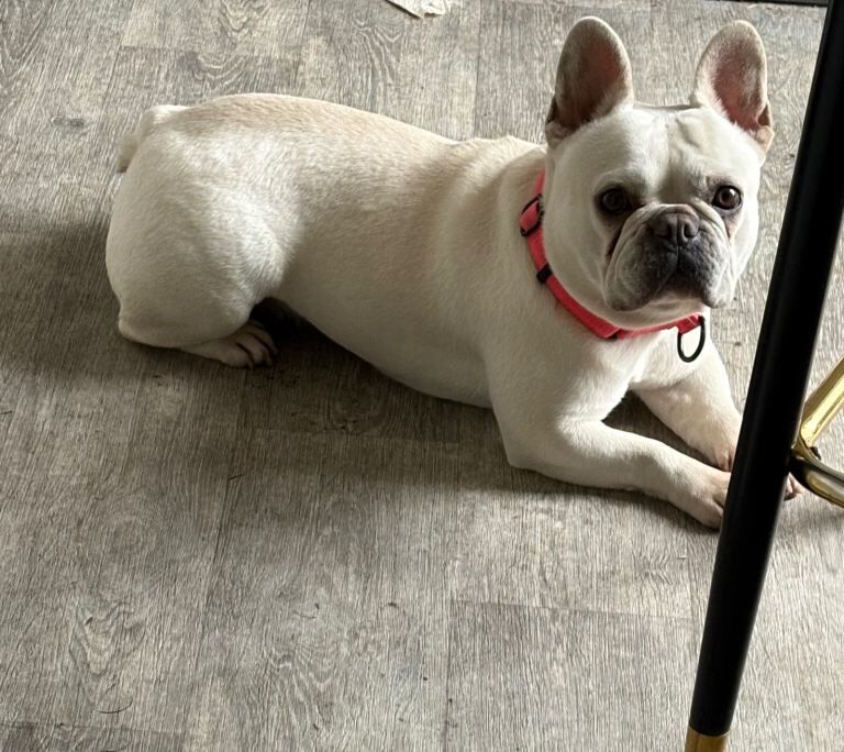 French Bulldog puppies for sale in Hebburn, Tyne and Wear – 2 years old - Image 2 of 2