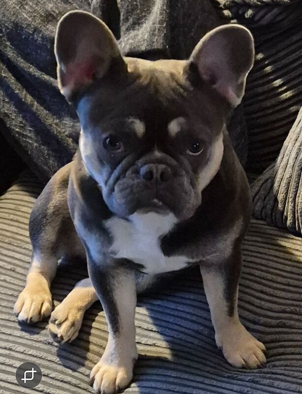 French Bulldog puppies for sale in Leighton Buzzard, Bedfordshire – 2 years old