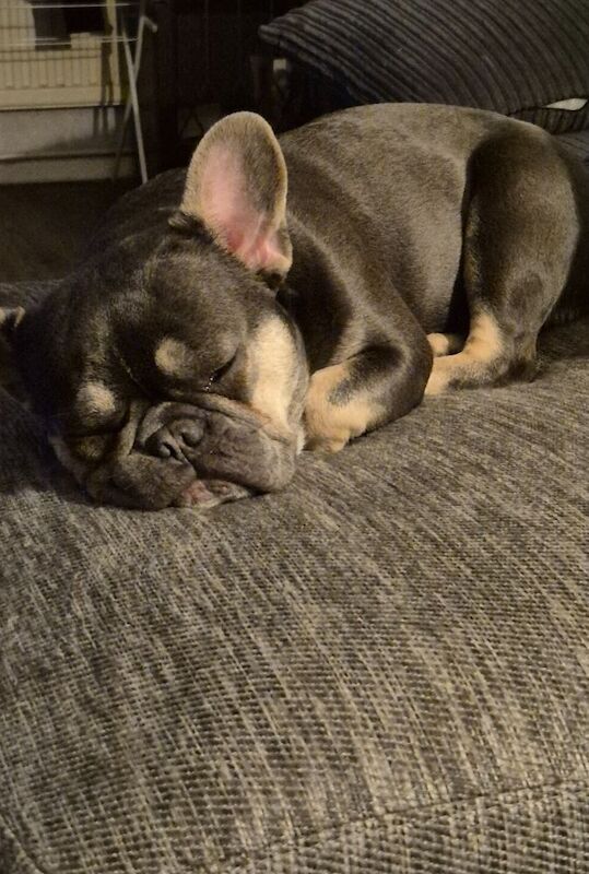 Female frencie, non spade , 2 years old - Image 2 of 3