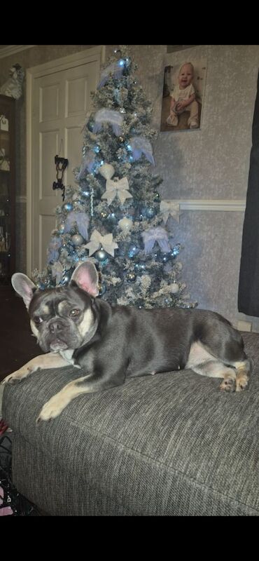 Female frencie, non spade , 2 years old - Image 3 of 3