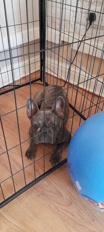 French Bulldog puppies for sale in Kingston upon Hull, East Riding of Yorkshire – 9 months old