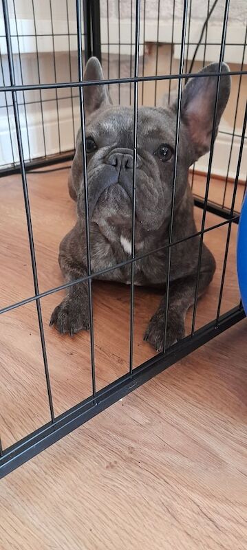 French Bulldog puppies for sale in Kingston upon Hull, East Riding of Yorkshire – 9 months old - Image 2 of 3