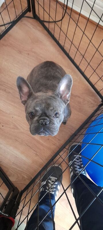 French Bulldog puppies for sale in Kingston upon Hull, East Riding of Yorkshire – 9 months old - Image 3 of 3