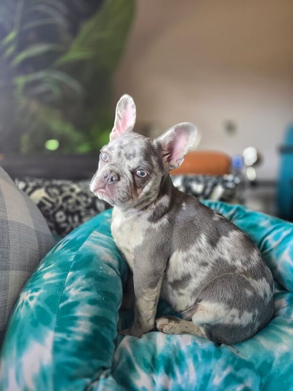 French Bulldog puppies for sale in Bangor, County Down – 8 months old