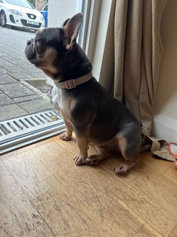 Female lilac 3year old for sale in Lisburn, Lisburn - Image 1