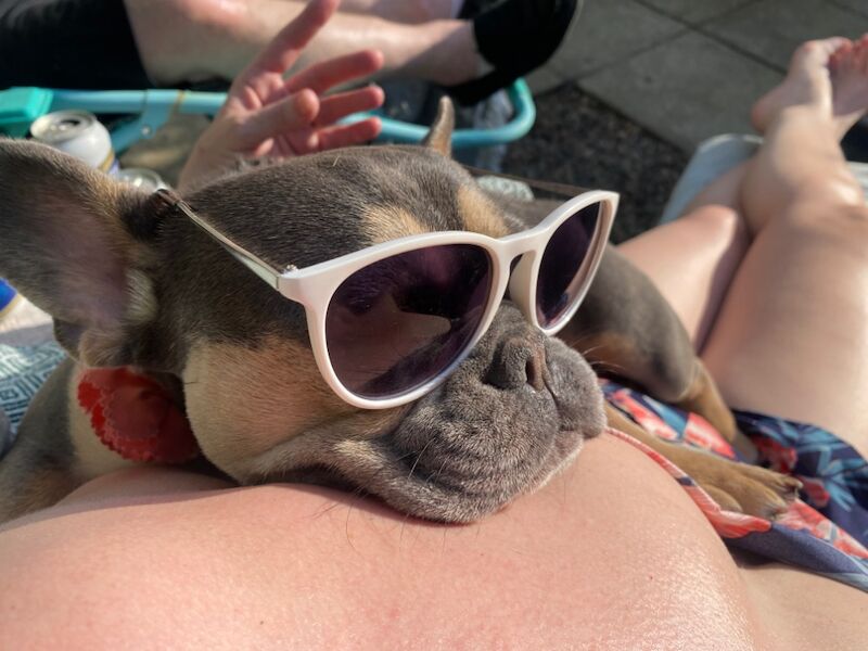 Female lilac 3year old for sale in Lisburn, Lisburn - Image 3