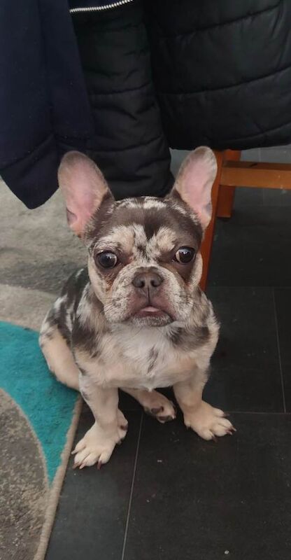 Female Merle French bulldog