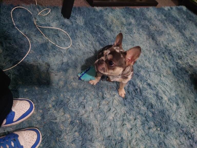 Female Merle French bulldog - Image 2 of 3