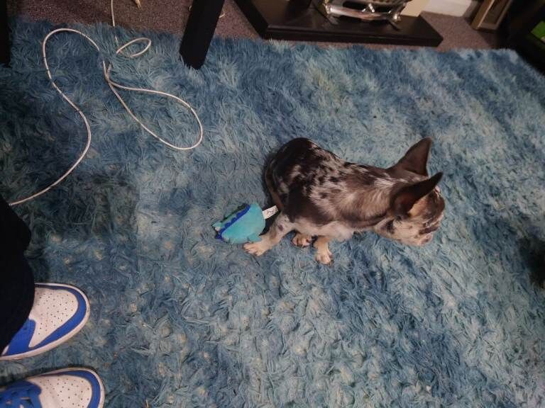 Female Merle French bulldog - Image 3 of 3