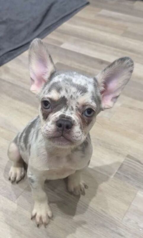 French Bulldog puppies for sale in Didcot, Oxfordshire – 4 months old