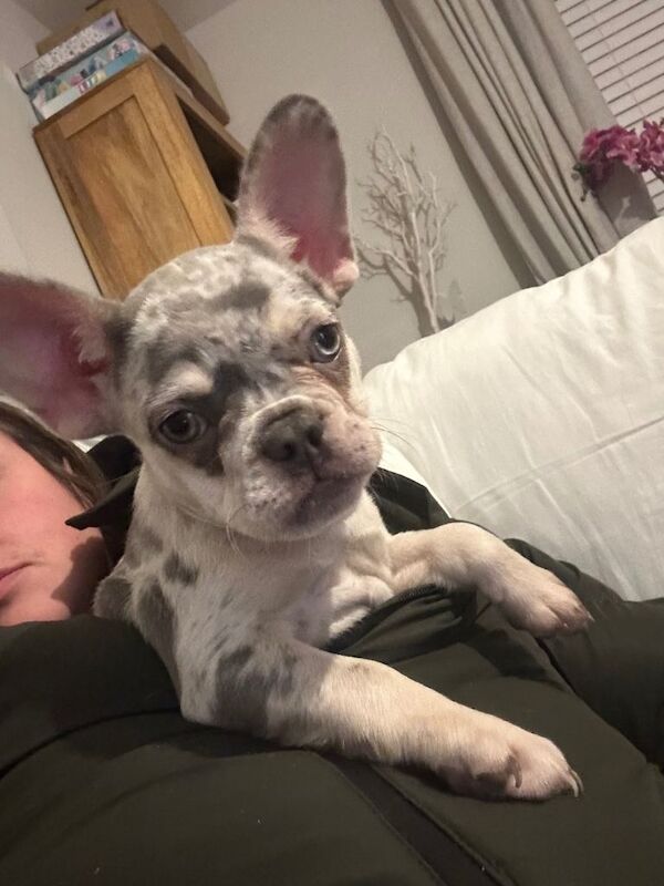 French Bulldog puppies for sale in Didcot, Oxfordshire – 4 months old - Image 2 of 2