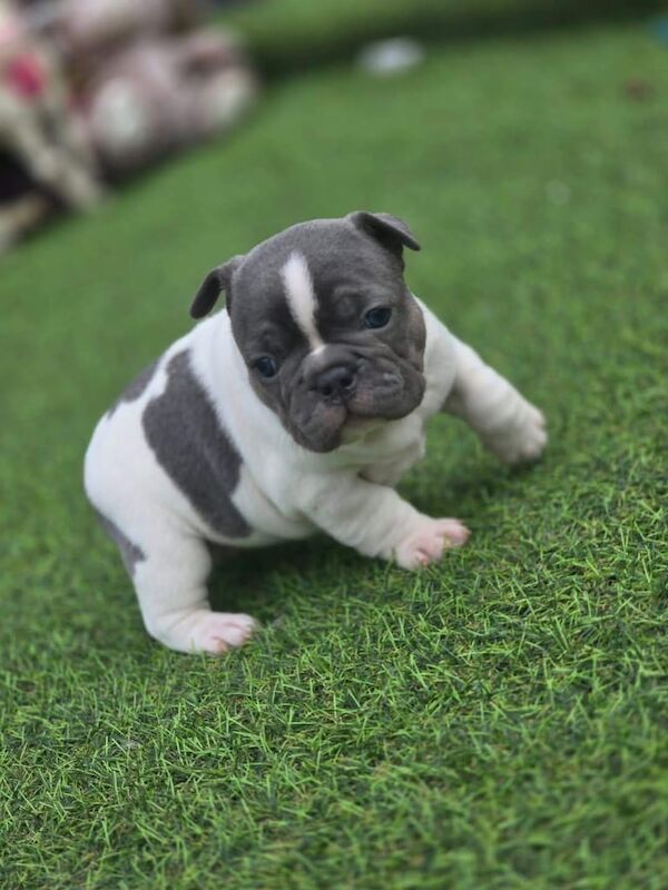 Fench bulldogs puppies for sale in Port Talbot, West Glamorgan