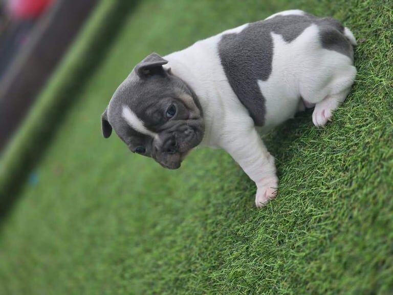 Fench bulldogs puppies for sale in Port Talbot, West Glamorgan | Image 2