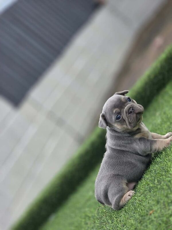 Fench bulldogs puppies for sale in Port Talbot, West Glamorgan | Image 3