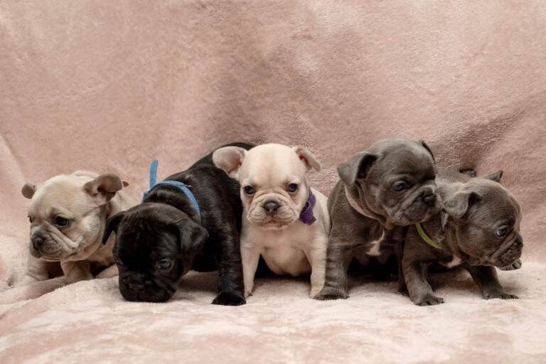 French Bulldog puppies for sale in Gateshead, Tyne and Wear – 5 weeks old - Image 5 of 5