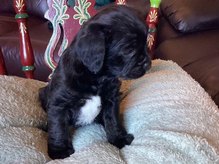 Floodles - Image 2 of 2